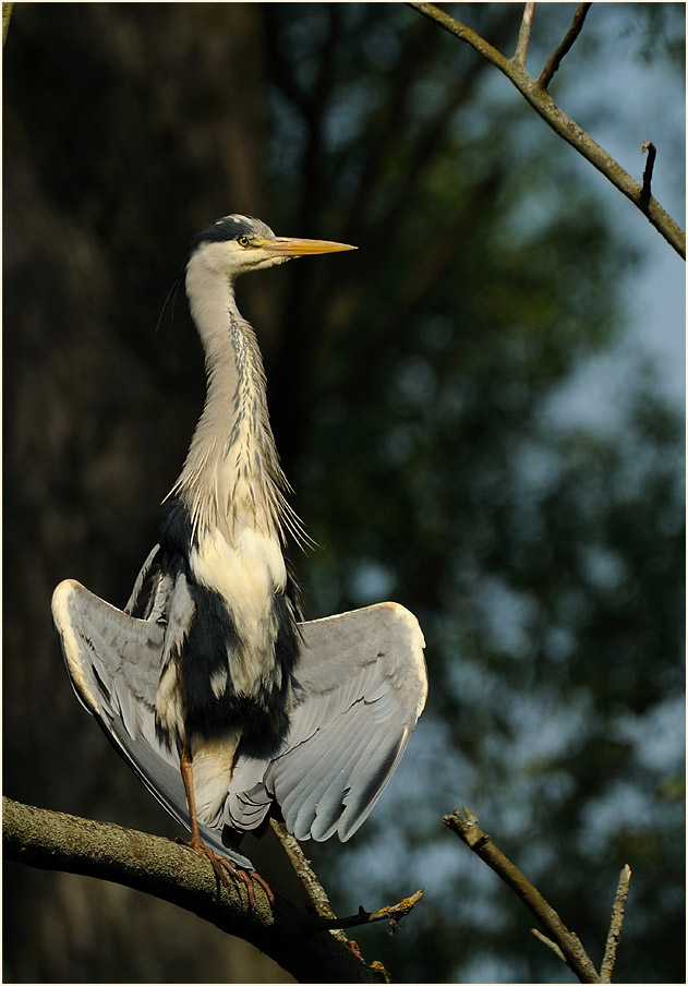 Graureiher (Ardea cinerea)