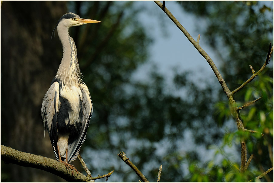 Graureiher (Ardea cinerea)