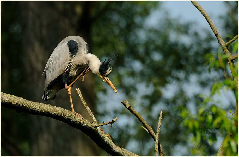 Graureiher (Ardea cinerea)