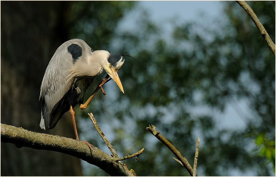 Graureiher (Ardea cinerea)