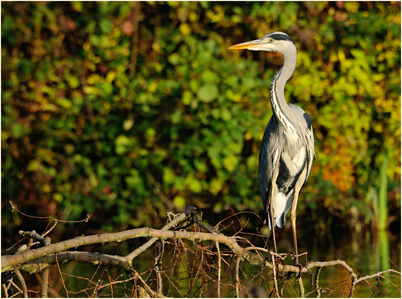 Graureiher (Ardea cinerea)