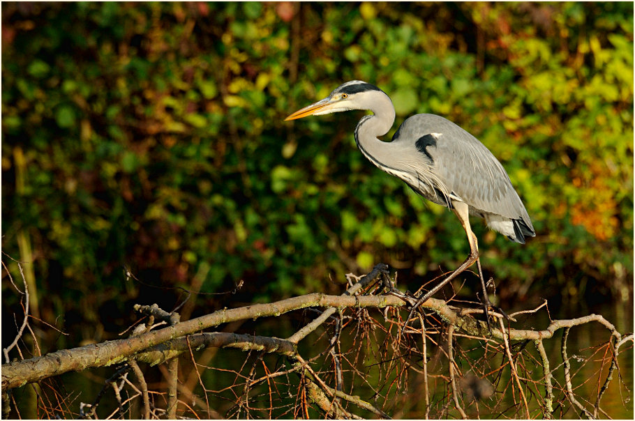 Graureiher (Ardea cinerea)