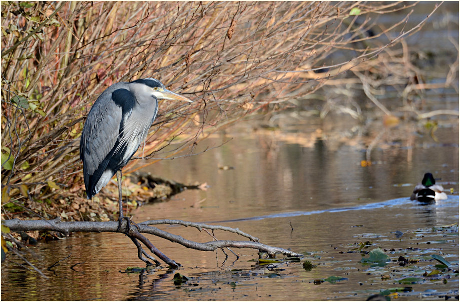 Graureiher (Ardea cinerea)