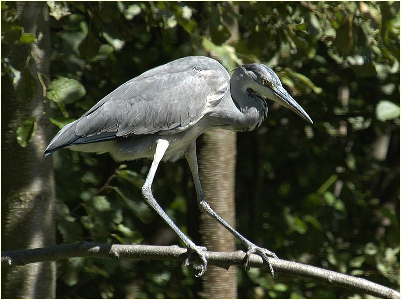 Graureiher (Ardea cinerea)