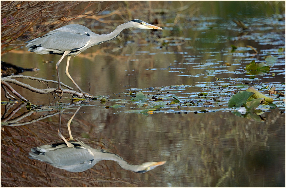 Graureiher (Ardea cinerea)