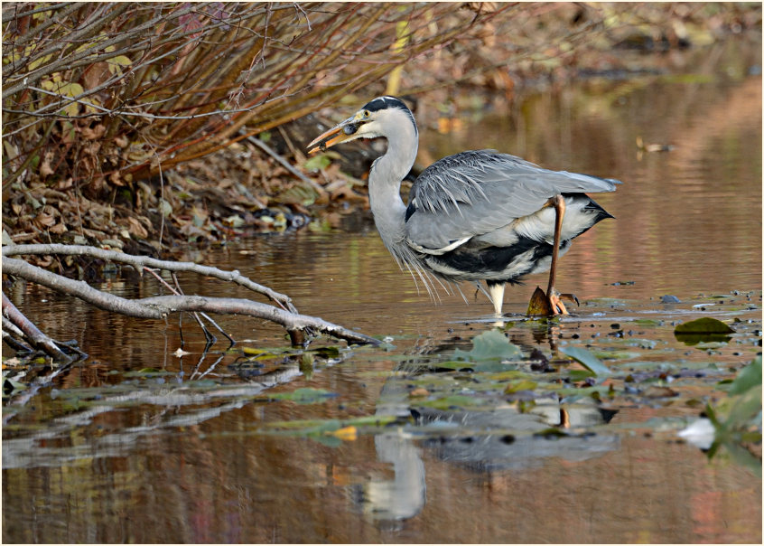 Graureiher (Ardea cinerea)