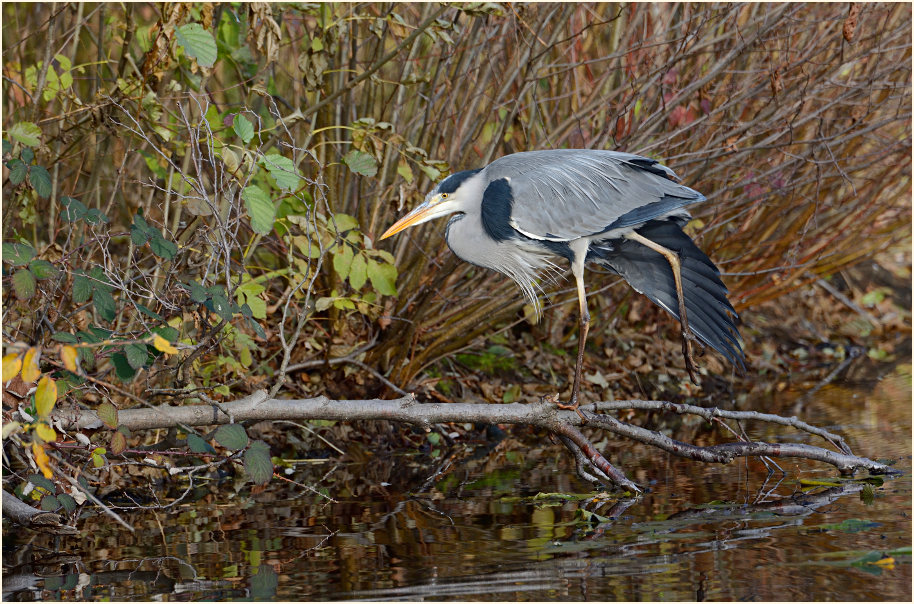 Graureiher (Ardea cinerea)