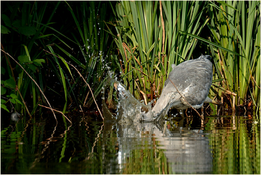 Graureiher (Ardea cinerea)