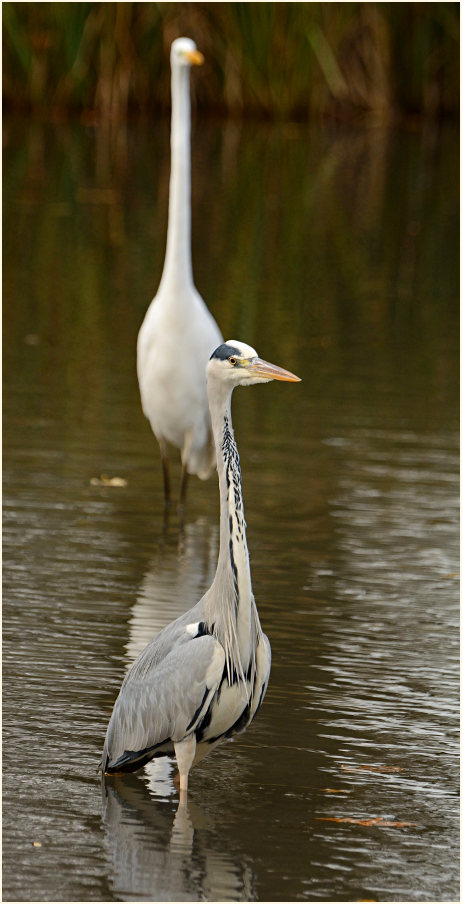 Graureiher (Ardea cinerea)