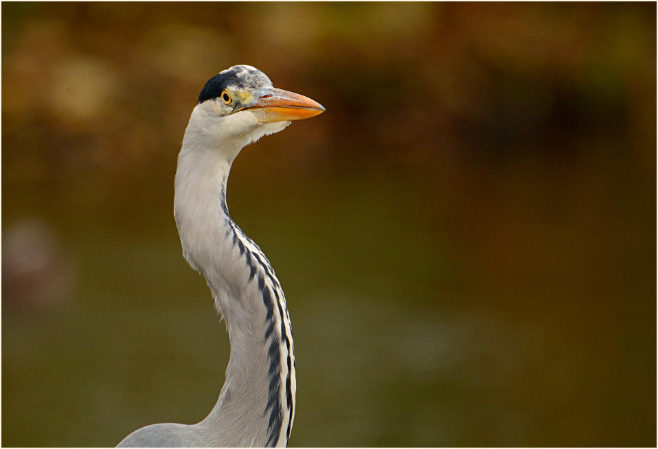 Graureiher (Ardea cinerea)