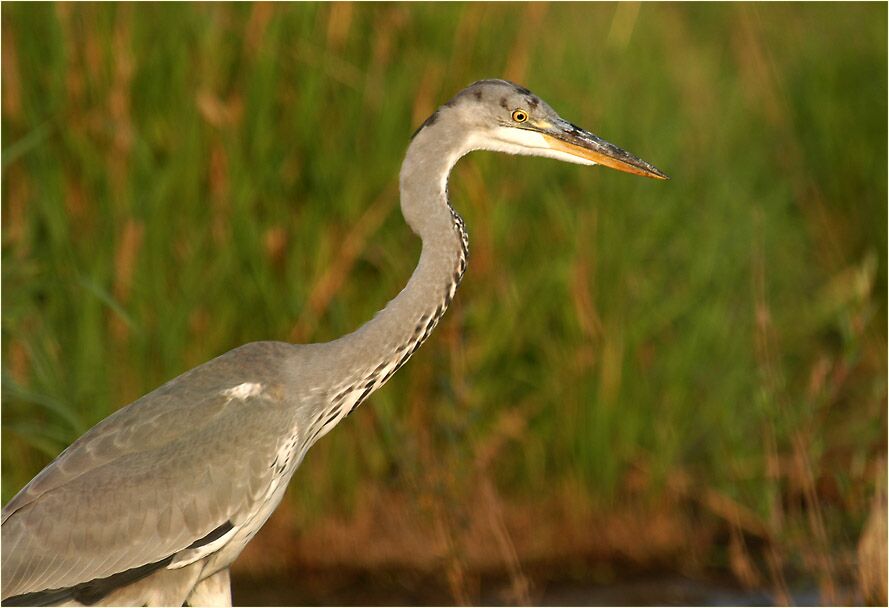 Graureiher (Ardea cinerea)