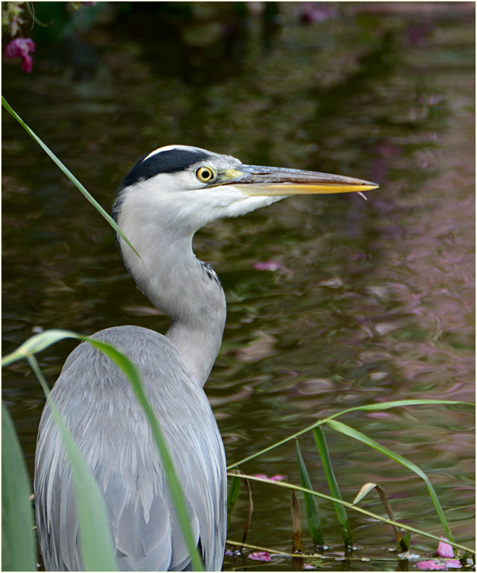 Graureiher (Ardea cinerea)