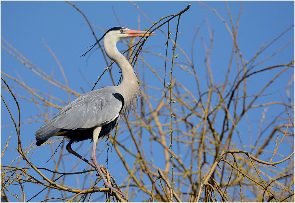 Graureiher (Ardea cinerea)