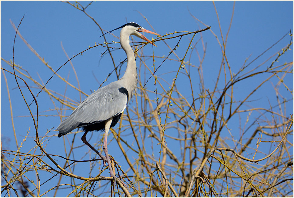 Graureiher (Ardea cinerea)
