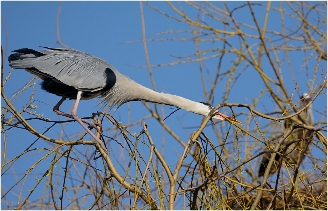 Graureiher (Ardea cinerea)