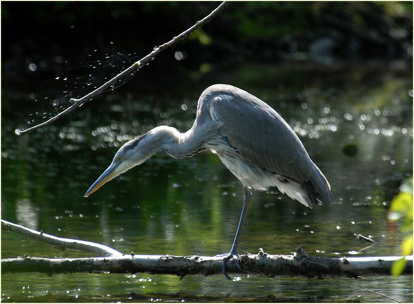 Graureiher (Ardea cinerea)