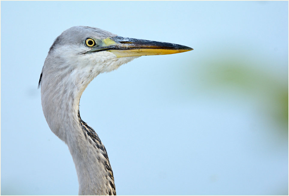 Graureiher (Ardea cinerea)