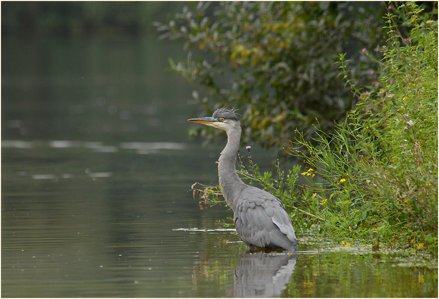 Graureiher (Ardea cinerea)