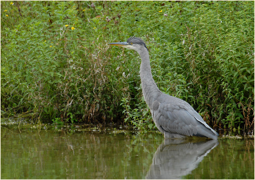 Graureiher (Ardea cinerea)
