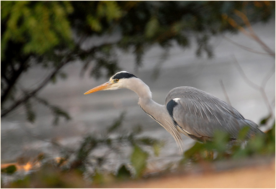 Graureiher (Ardea cinerea)