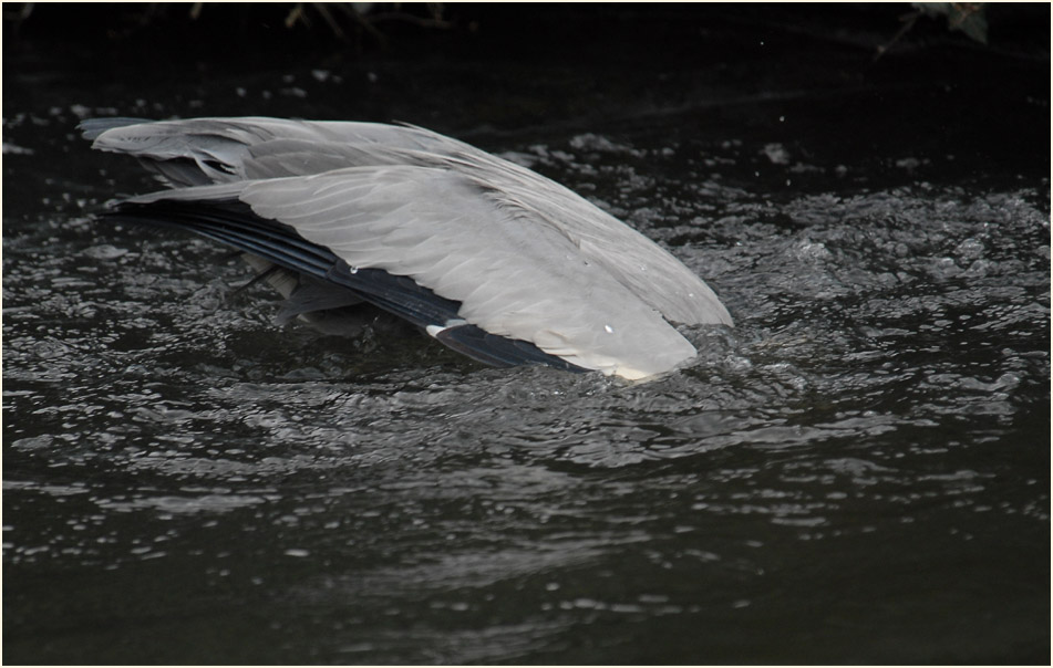 Graureiher (Ardea cinerea)