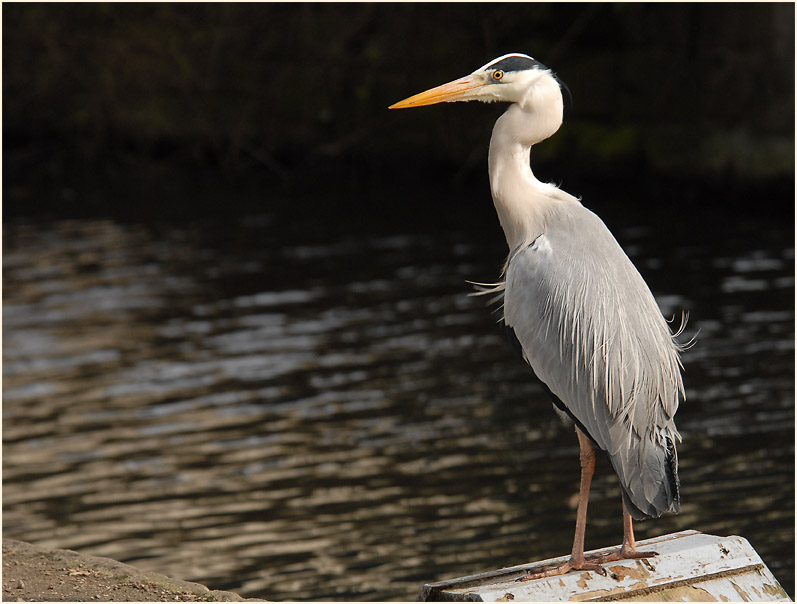 Graureiher (Ardea cinerea)