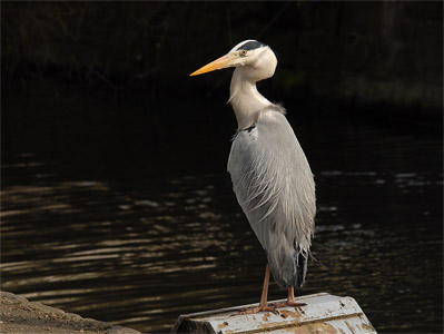 vergrößern