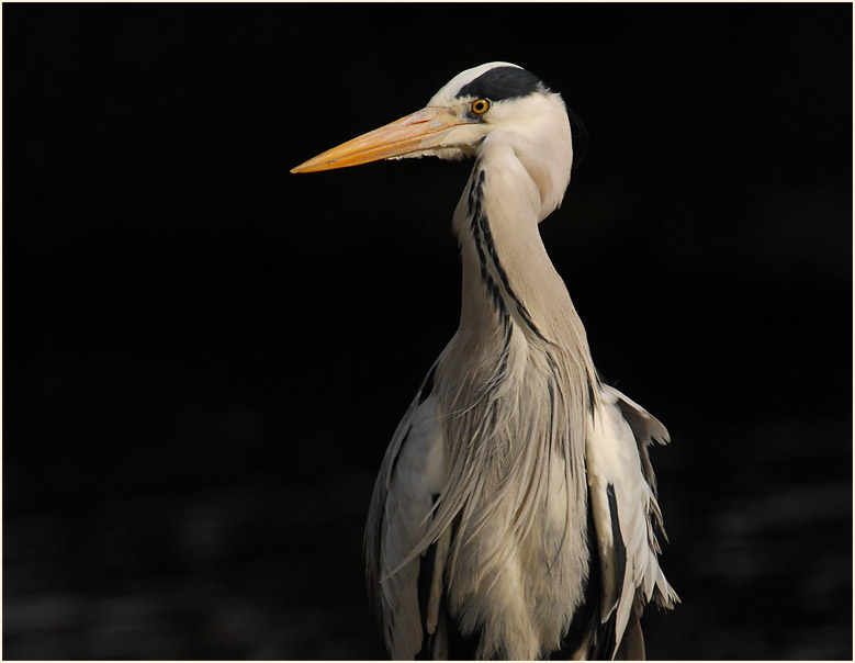 Graureiher (Ardea cinerea)