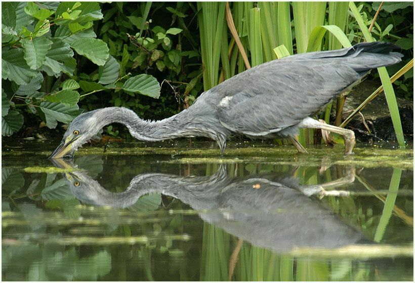 Graureiher (Ardea cinerea)