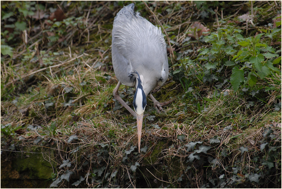 Graureiher (Ardea cinerea)