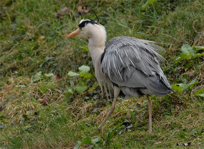 vergrößern