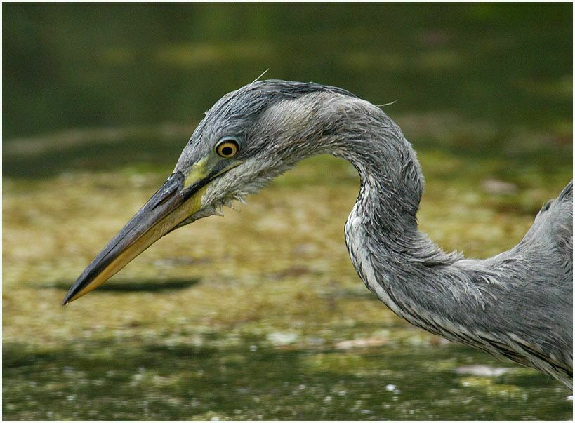 Graureiher (Ardea cinerea)