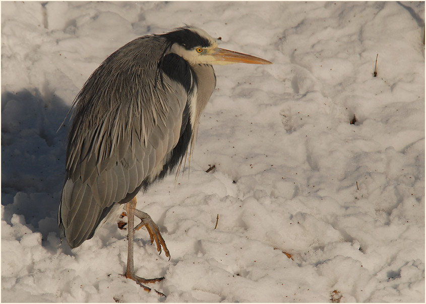 Graureiher (Ardea cinerea)