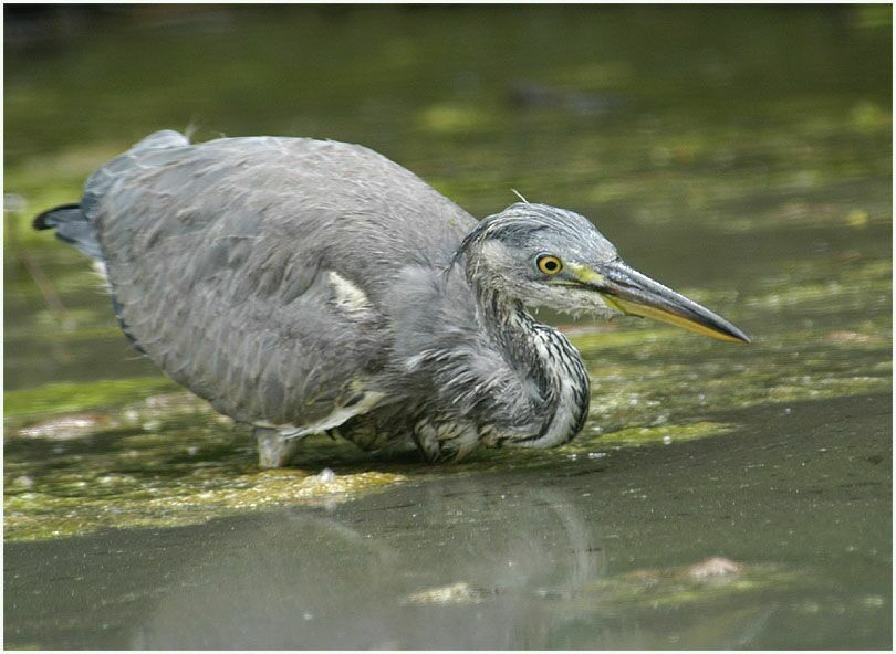 Graureiher (Ardea cinerea)