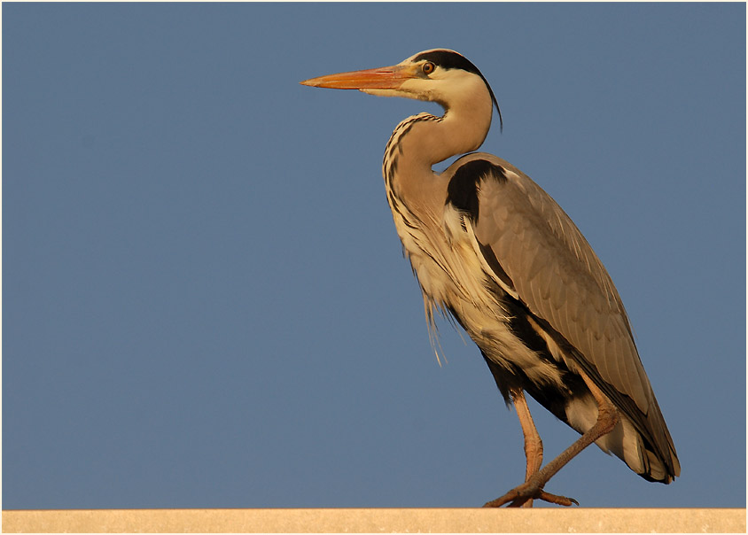 Graureiher (Ardea cinerea)