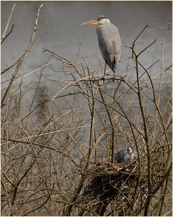 Graureiher (Ardea cinerea)