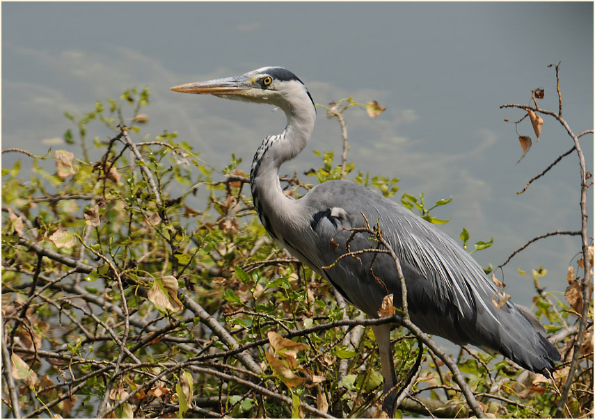 Graureiher (Ardea cinerea)