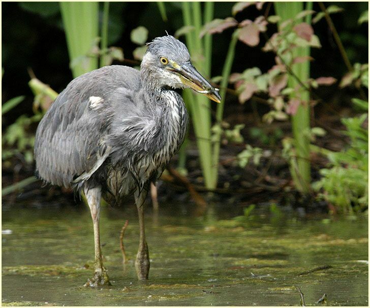 Graureiher (Ardea cinerea)