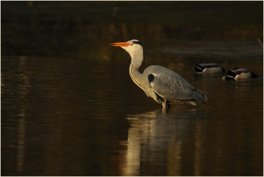 Graureiher (Ardea cinerea)