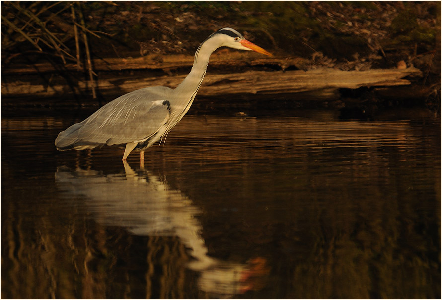 Graureiher (Ardea cinerea)