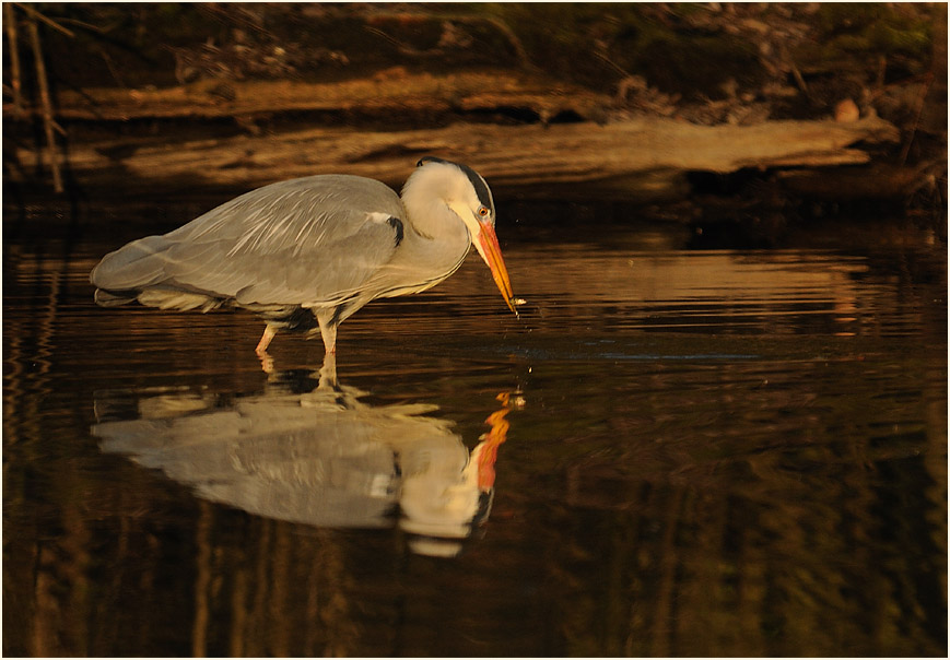 Graureiher (Ardea cinerea)