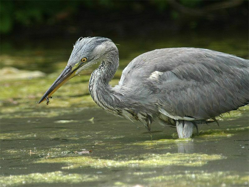 Graureiher (Ardea cinerea)