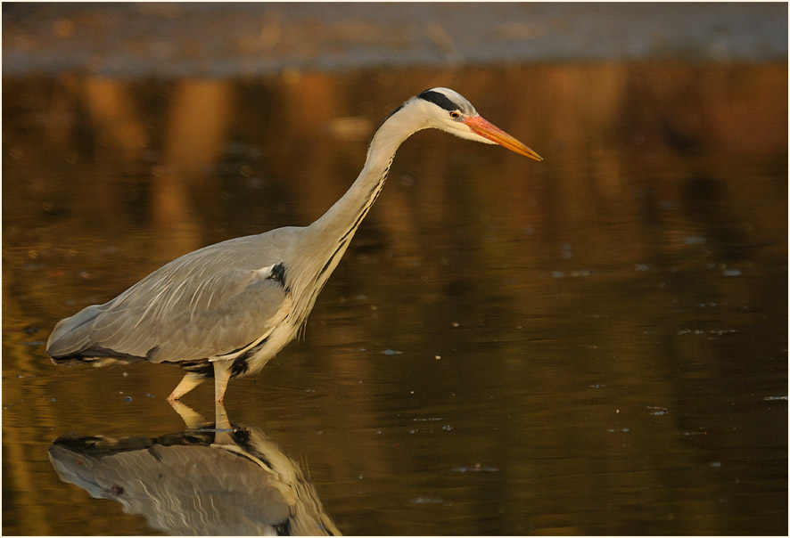 Graureiher (Ardea cinerea)