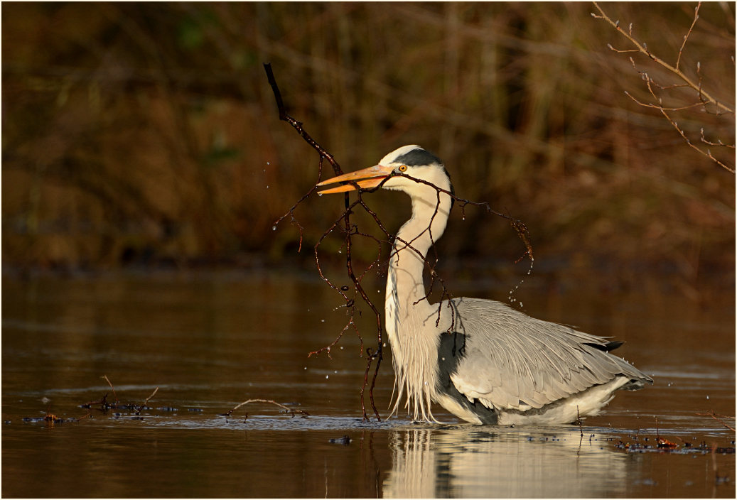 Graureiher (Ardea cinerea)