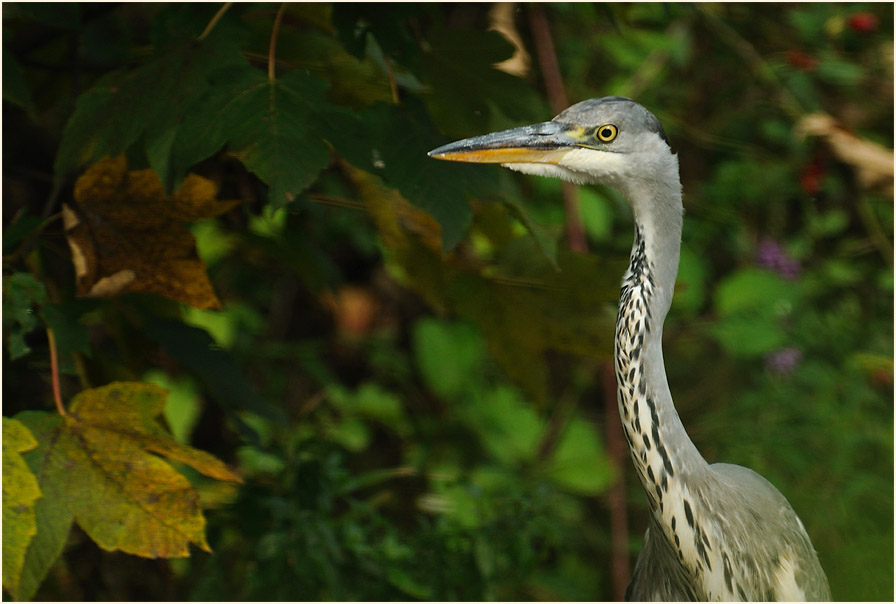 Graureiher (Ardea cinerea)