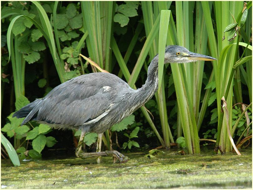 Graureiher (Ardea cinerea)