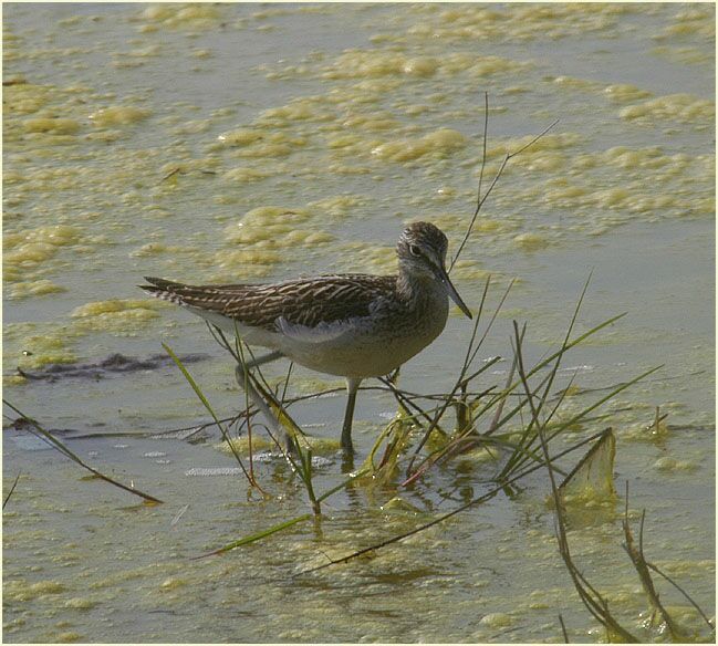 Grünschenkel (Tringa nebularia)