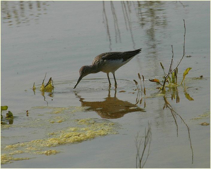 Grünschenkel (Tringa nebularia)