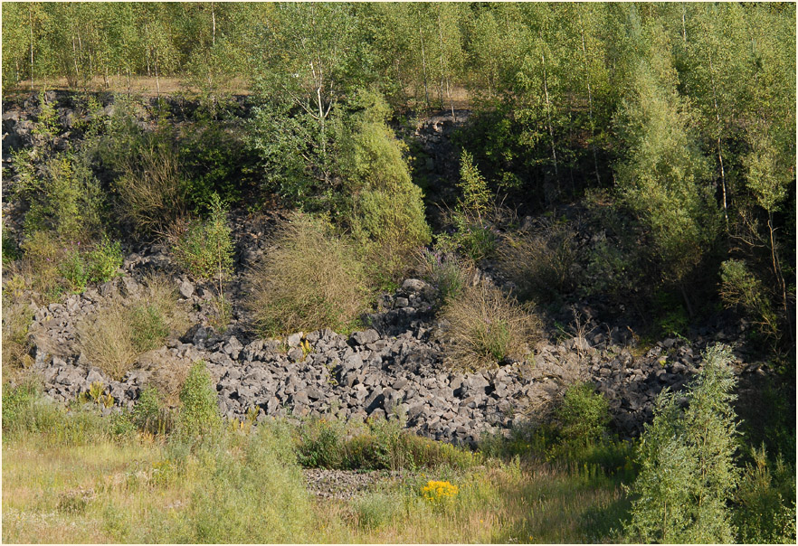 Grube 7, Kalksteinbrüche Haan Gruiten