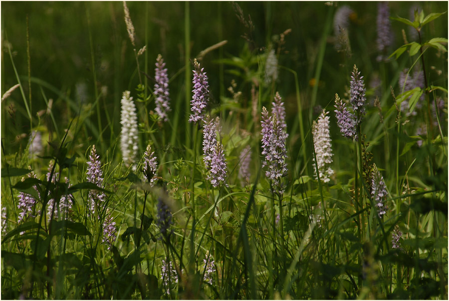 Orchideenwiese, Kalksteinbrüche Haan Gruiten